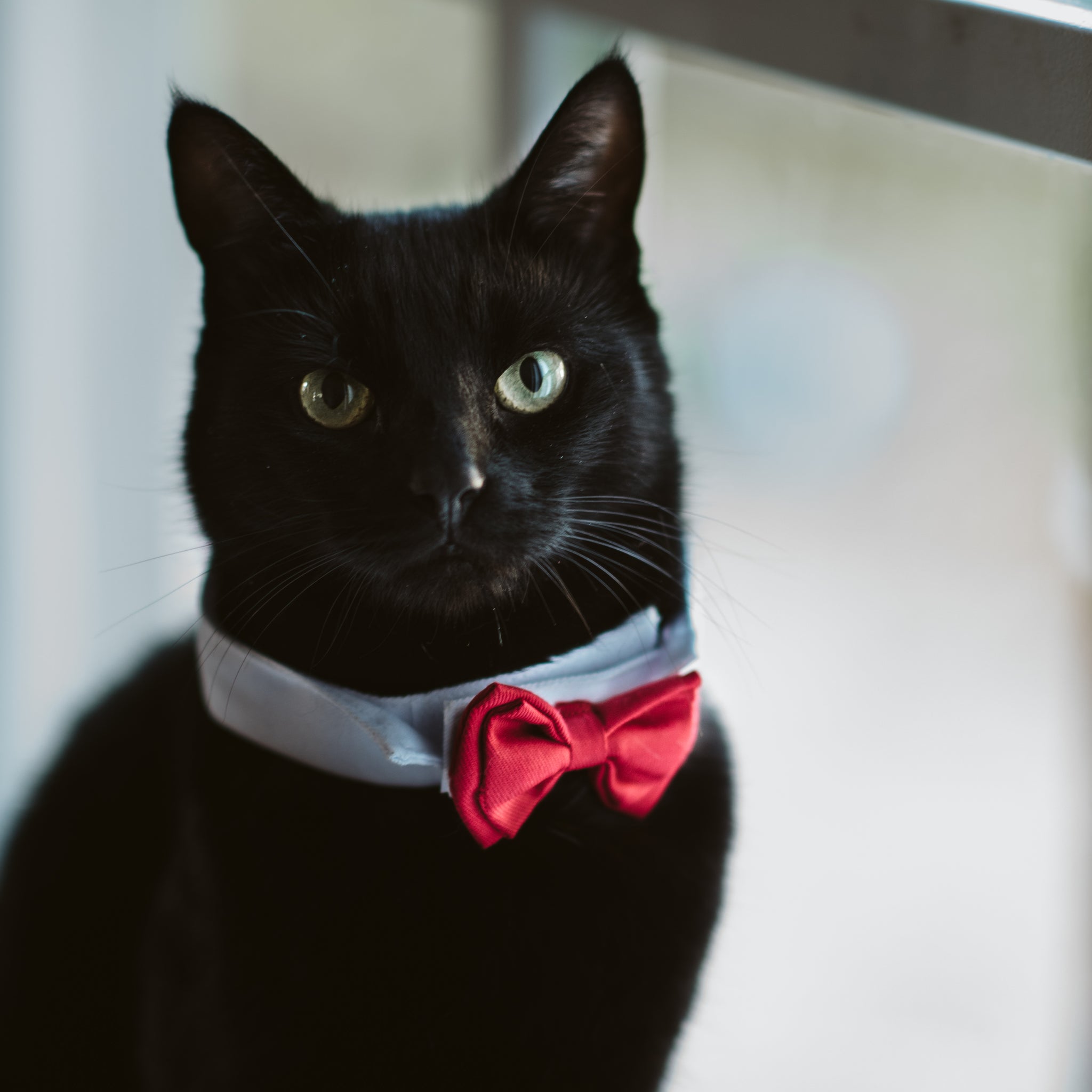Pets Pride Catlight 1: Pip