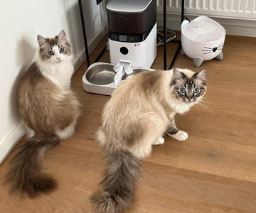 Hoeveel voedingsmomenten heeft mijn kat nodig?