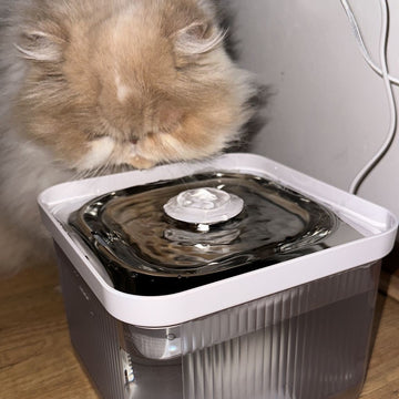 Waarom drinkt mijn kat geen water?