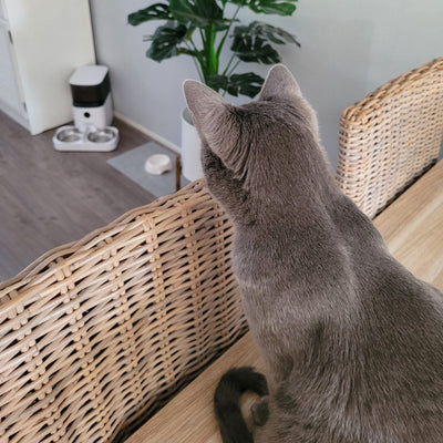 Waarom katten dol zijn op voorspelbaarheid