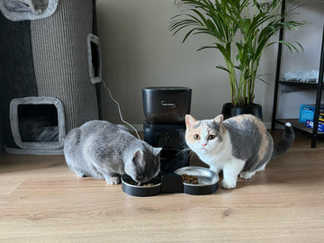 5 simpele stappen voor een gezondere kat
